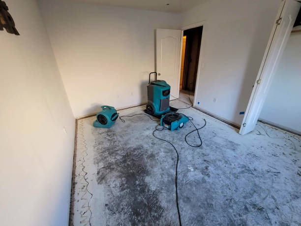 Best Mold removal after water damage  in Farmington, MN